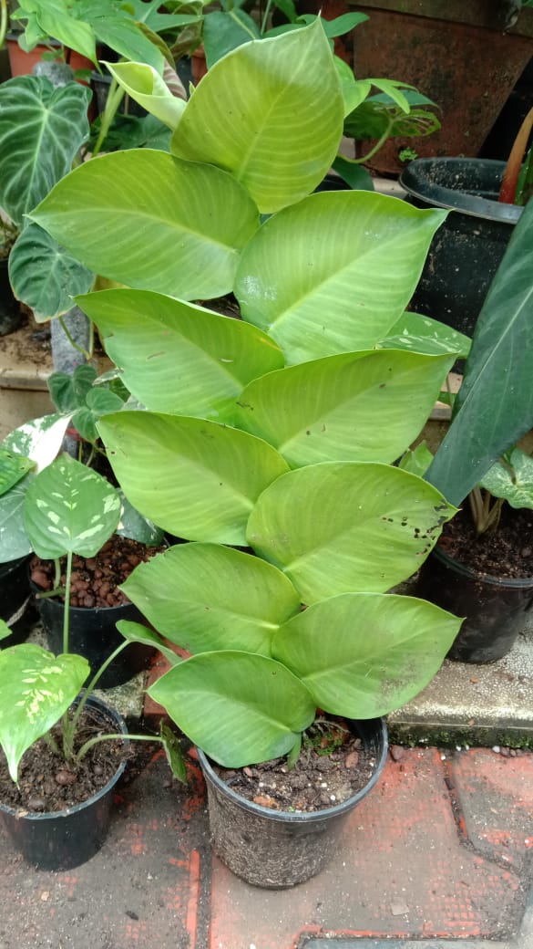 Rhaphidophora Hayi
