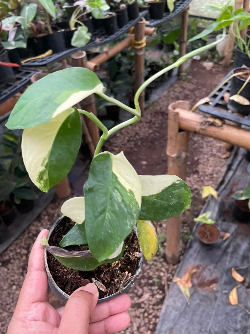 Adansonii Laniata Variegated