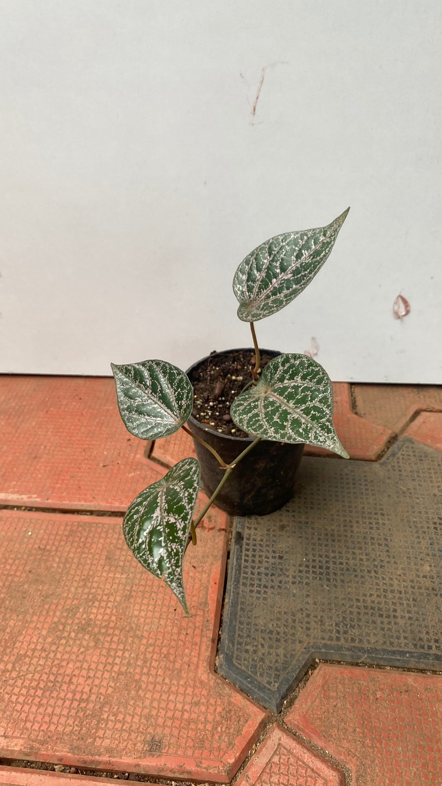 Piper Ornatum