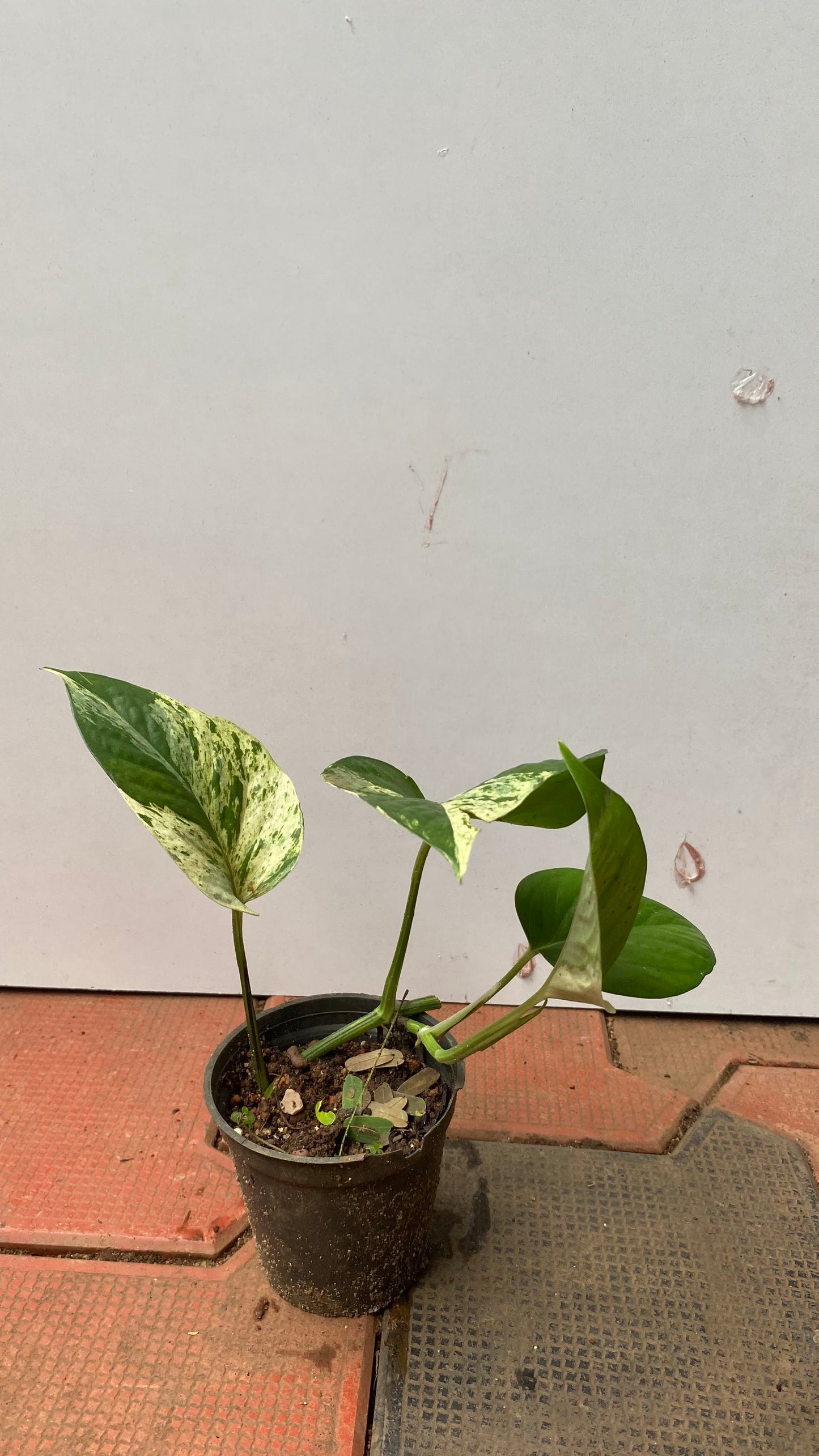 Pothos Marble Queen " Big Leaf"