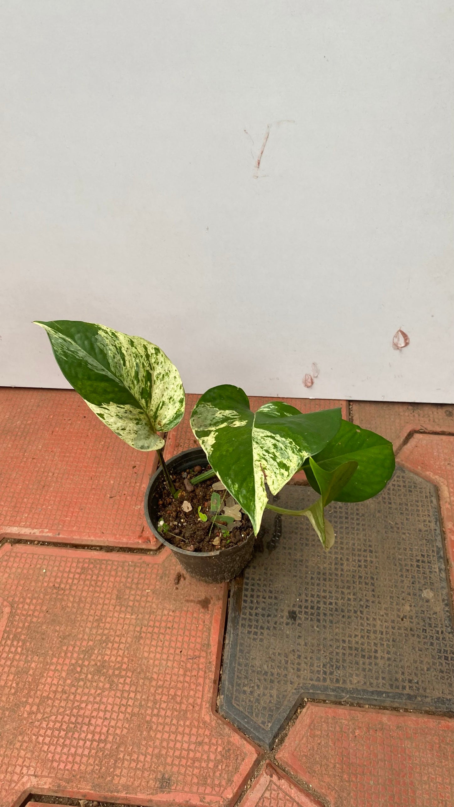 Pothos Marble Queen " Big Leaf"