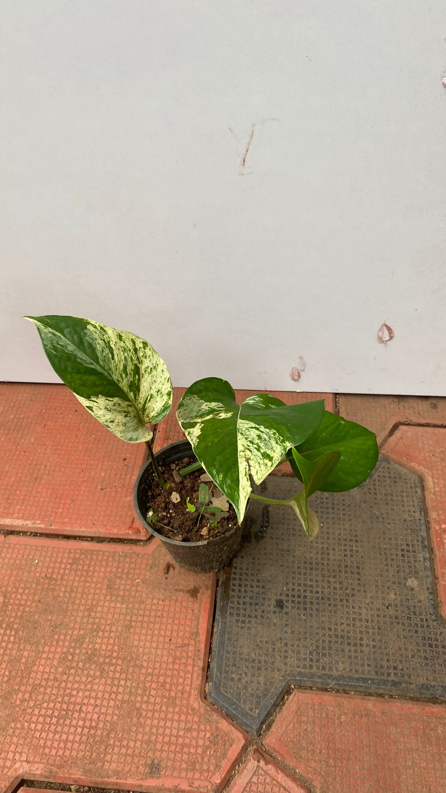 Pothos Marble Queen " Big Leaf"