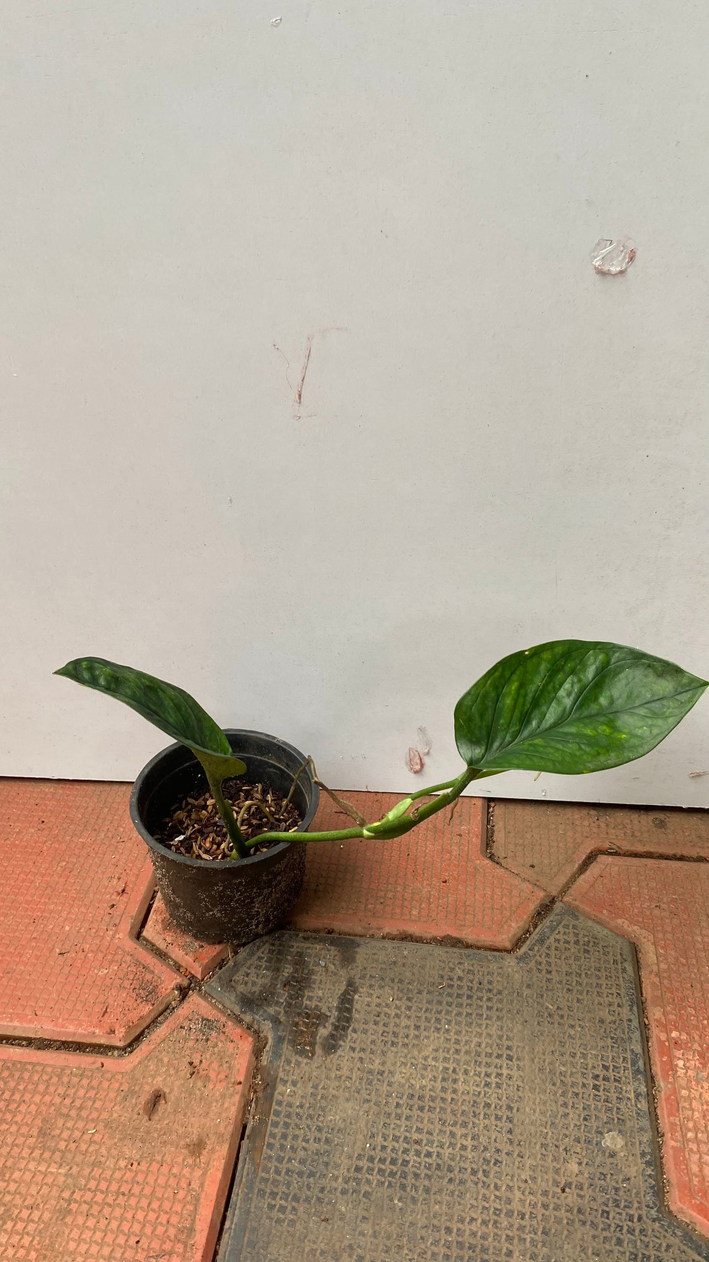 Monstera Pinnatipartita