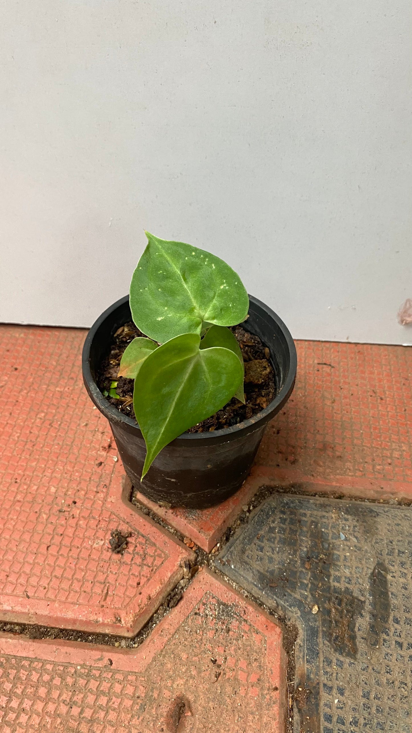 Anthurium Clarinervium Juvenile