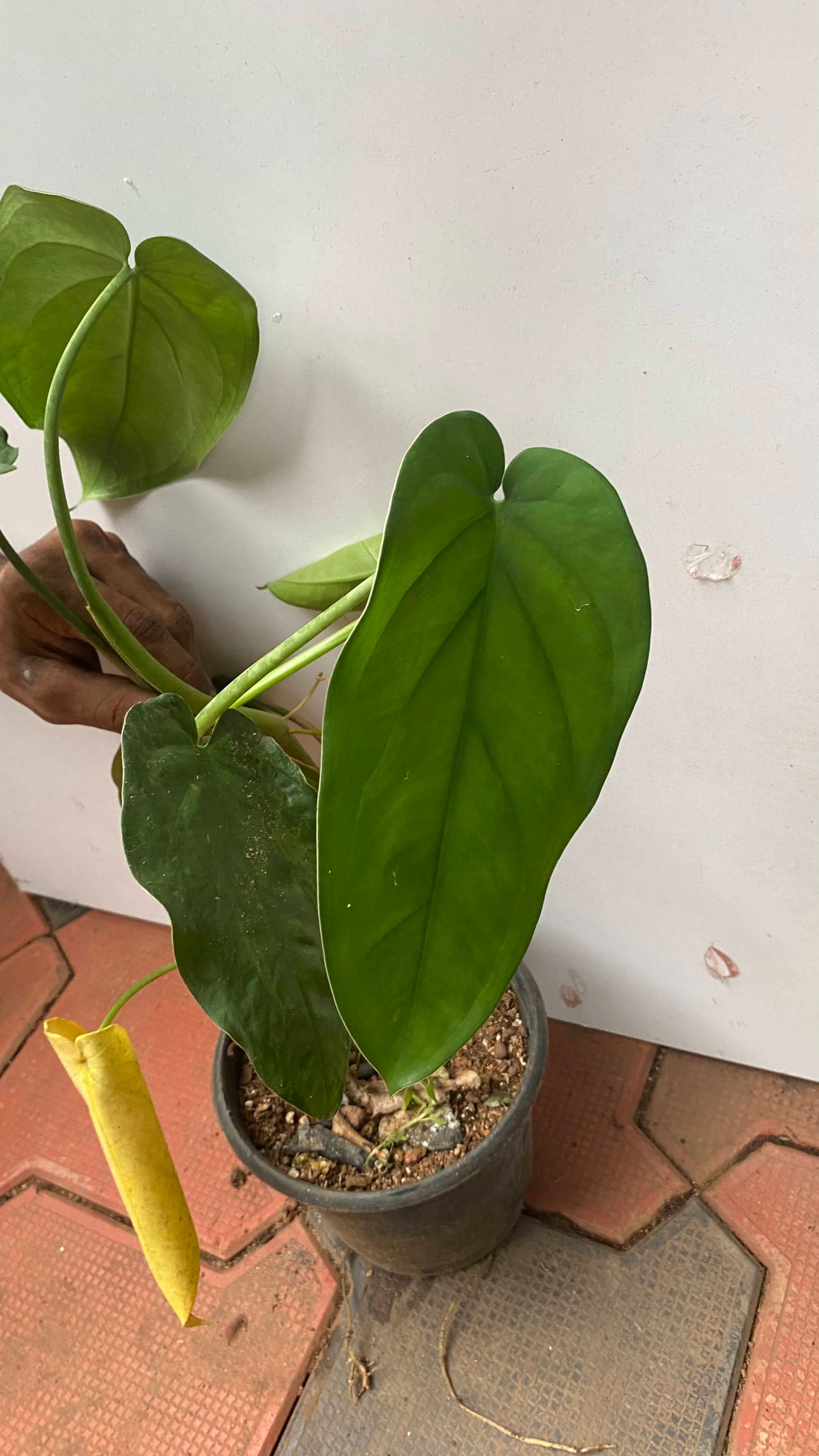 Syngonium Chiapense