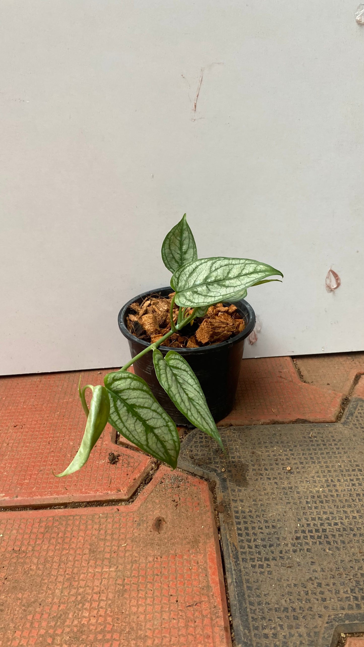 Monstera Siltepecana (Silver Monstera)
