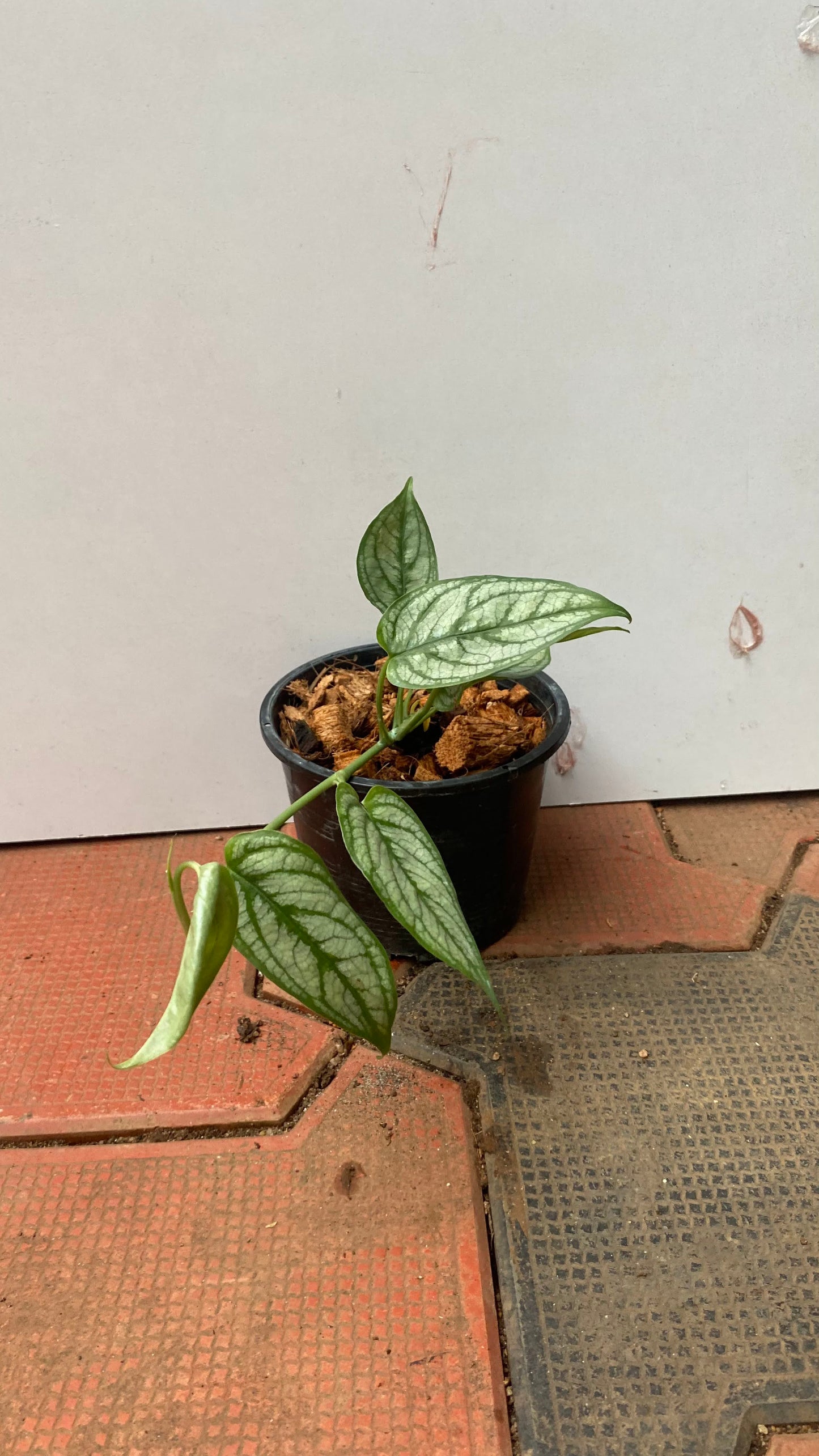 Monstera Siltepecana (Silver Monstera)