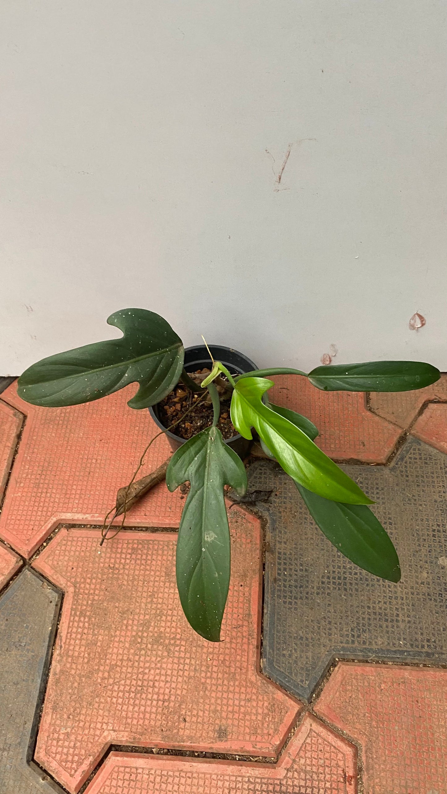 Philodendron Panduriforme