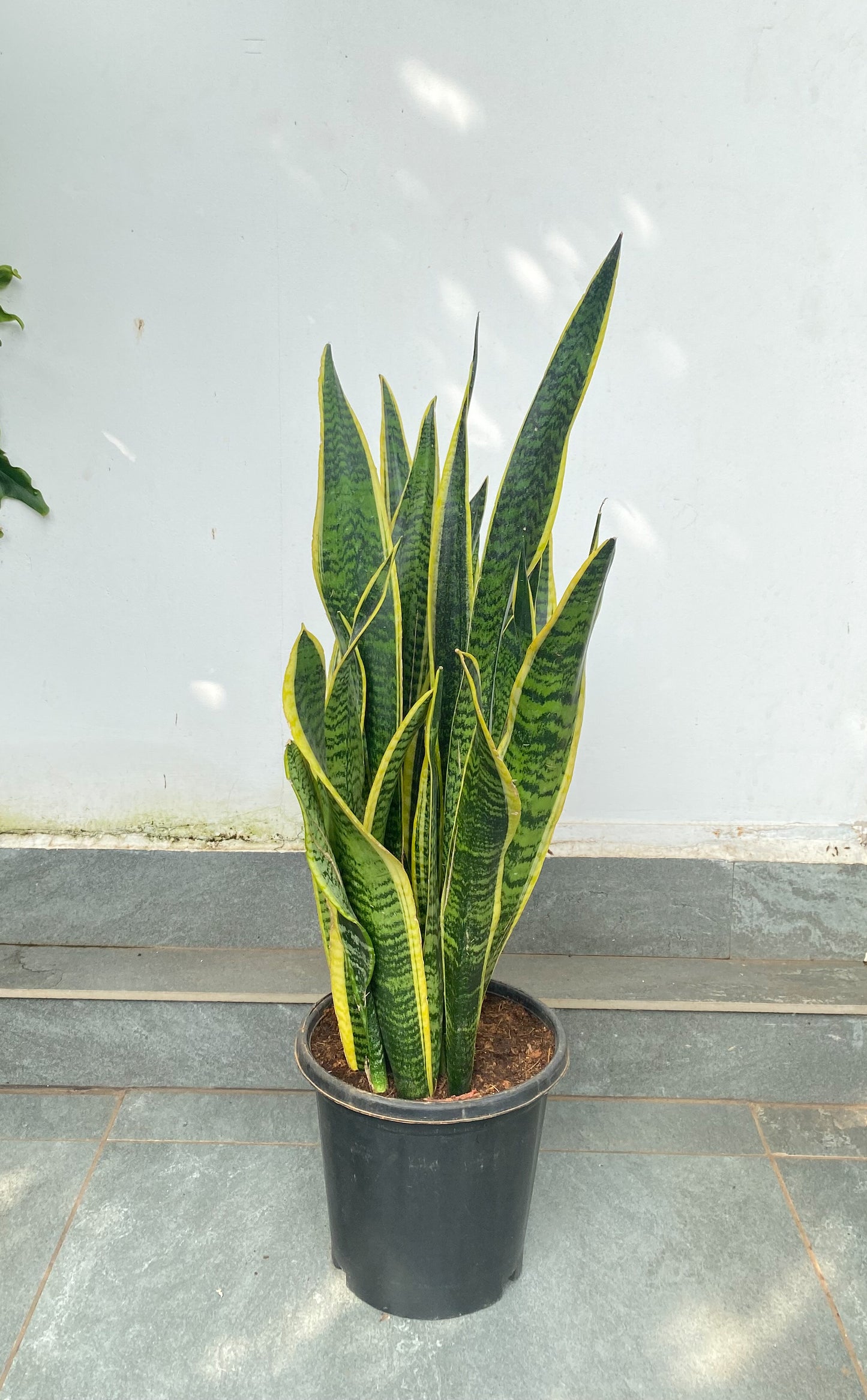 Sansevieria Laurentii 4 ft Bushy Plant