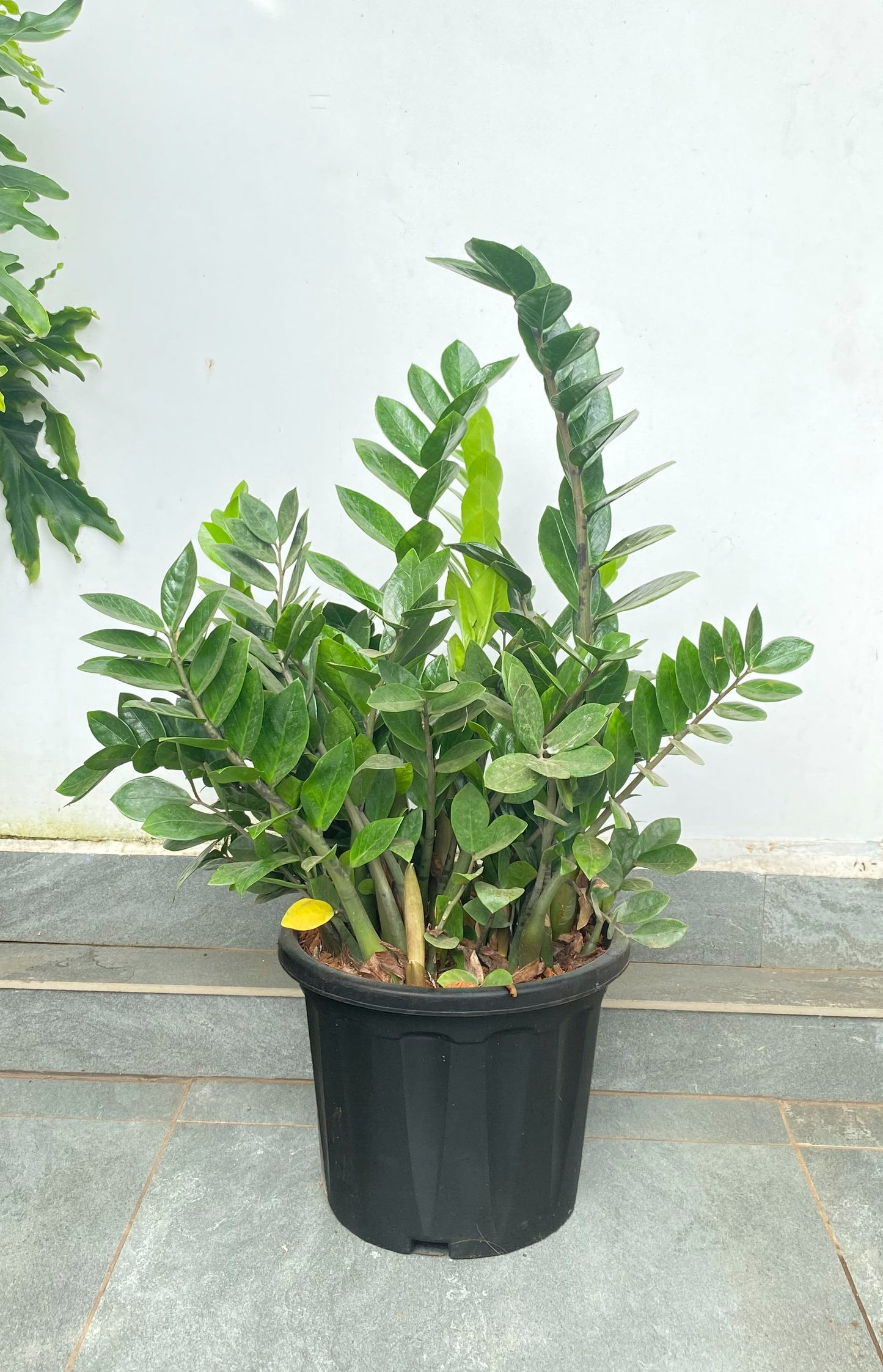 ZZ Plant 4 ft XL Plant