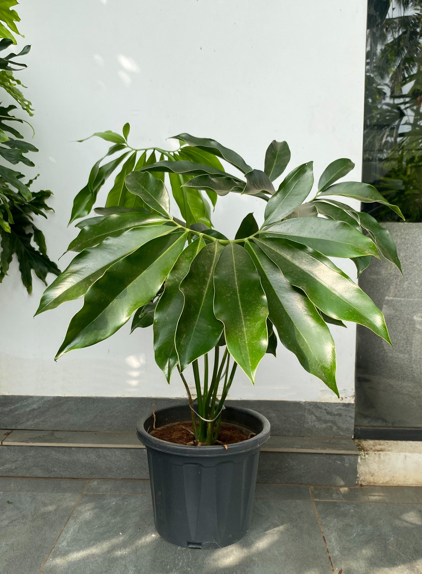 Philodendron Goeldii 4 ft XL Plant