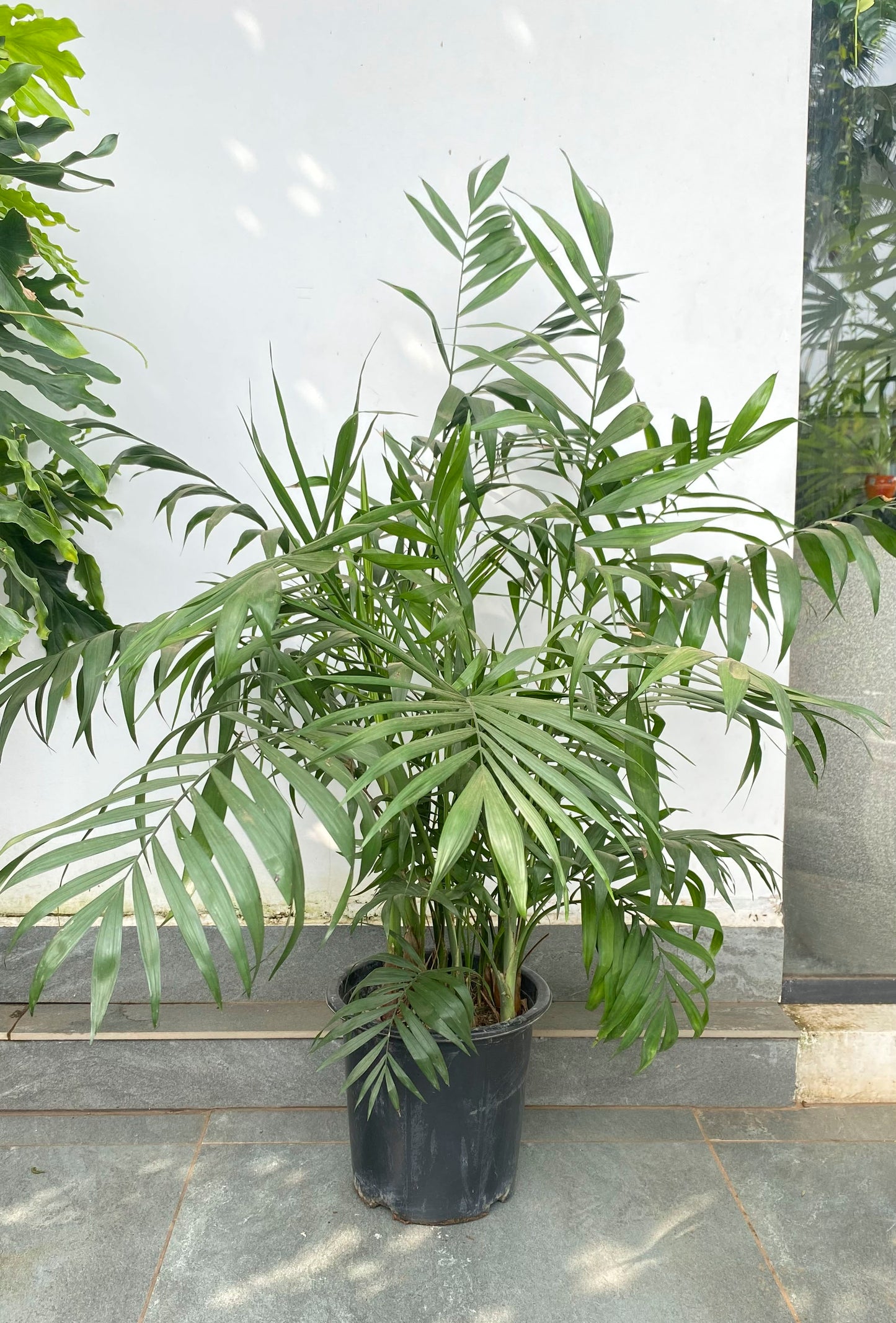 Chamaedorea Elegans 4 ft XL Palm (Imported)