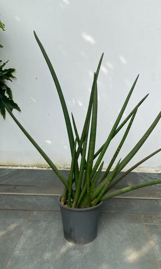 Sansevieria Cylindrica 4 ft XL Plant
