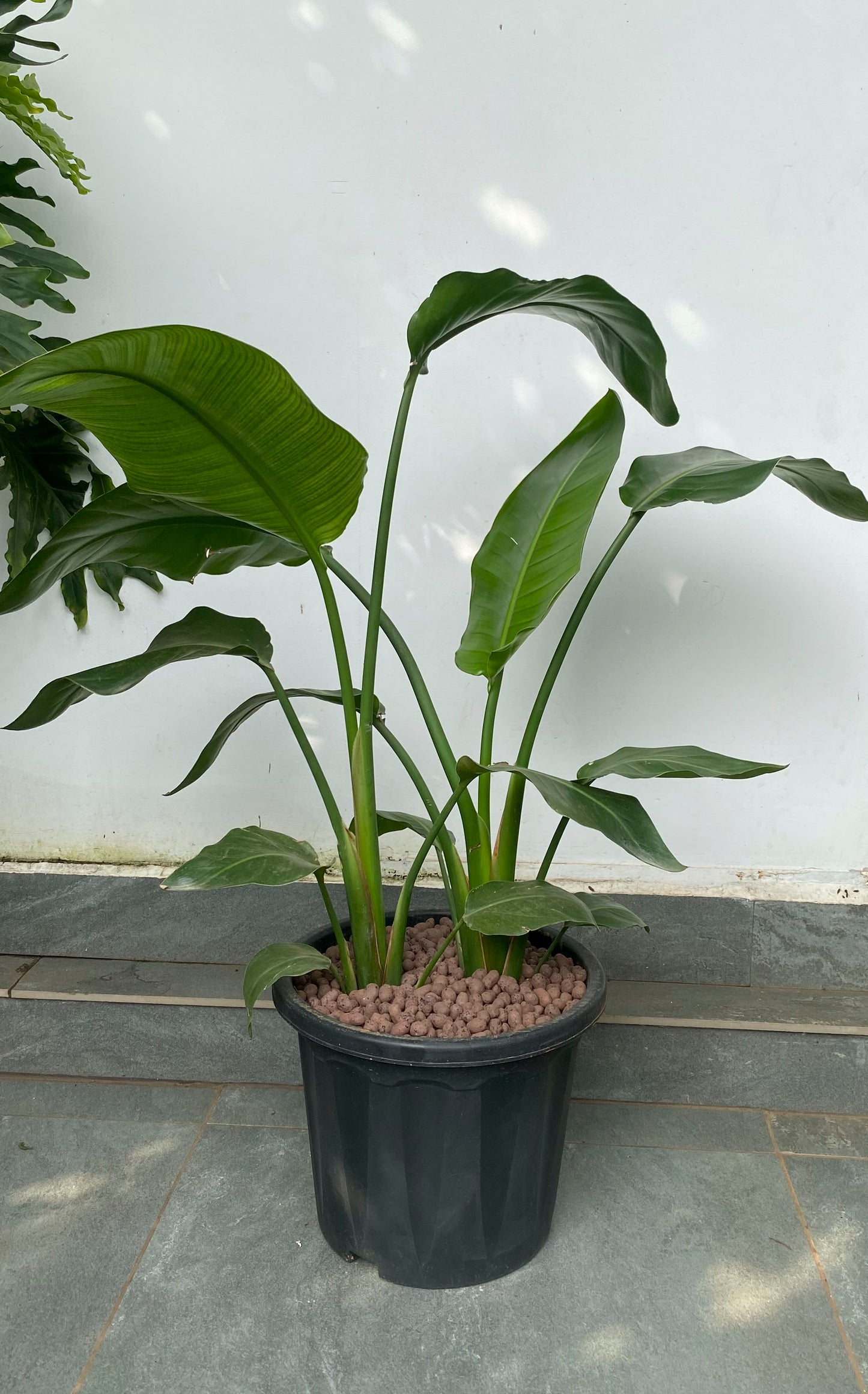 Bird of Paradise 4 ft XL Plant