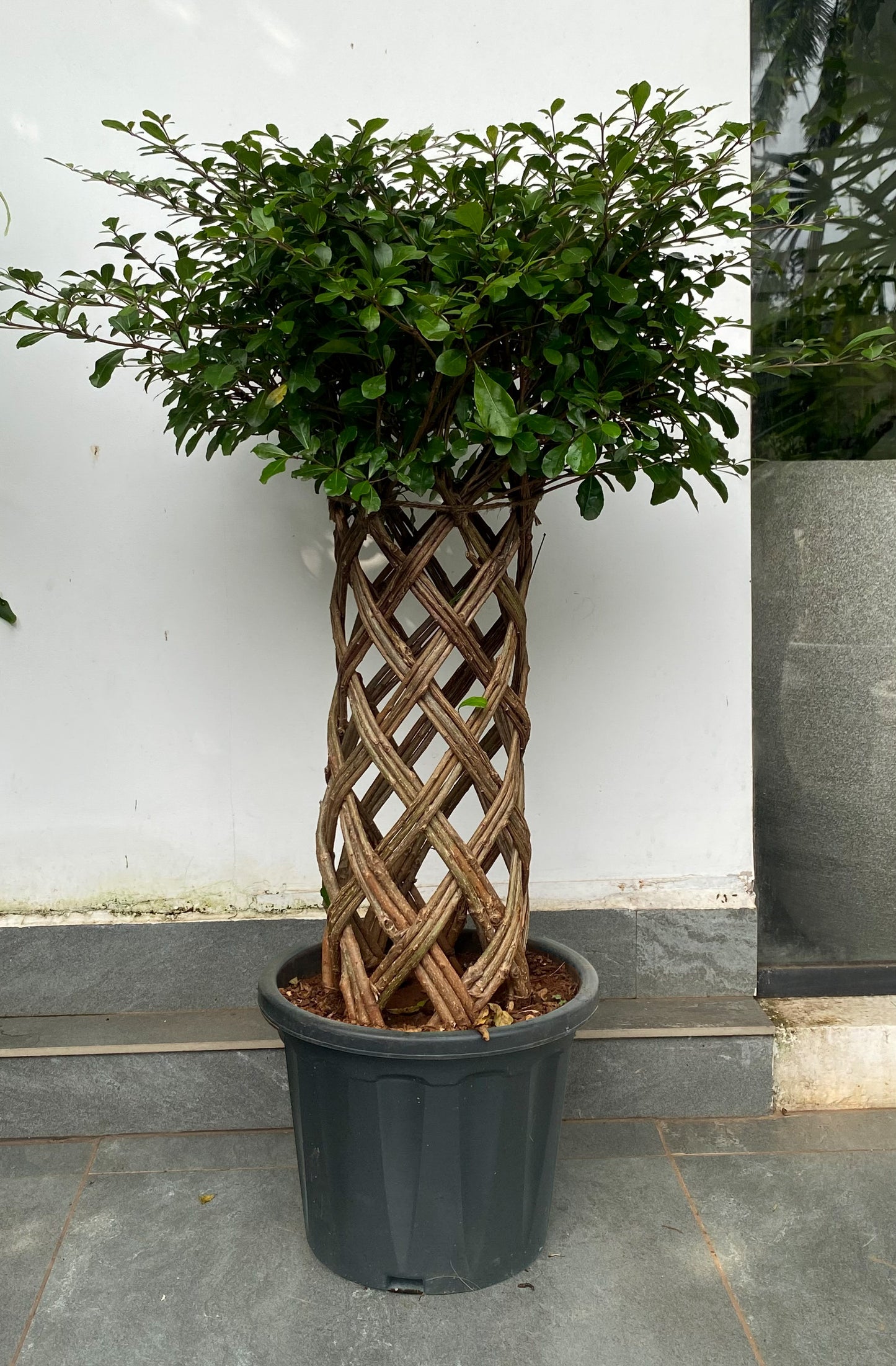 Ficus Benjamina 'Netted' 4 ft XL Plant
