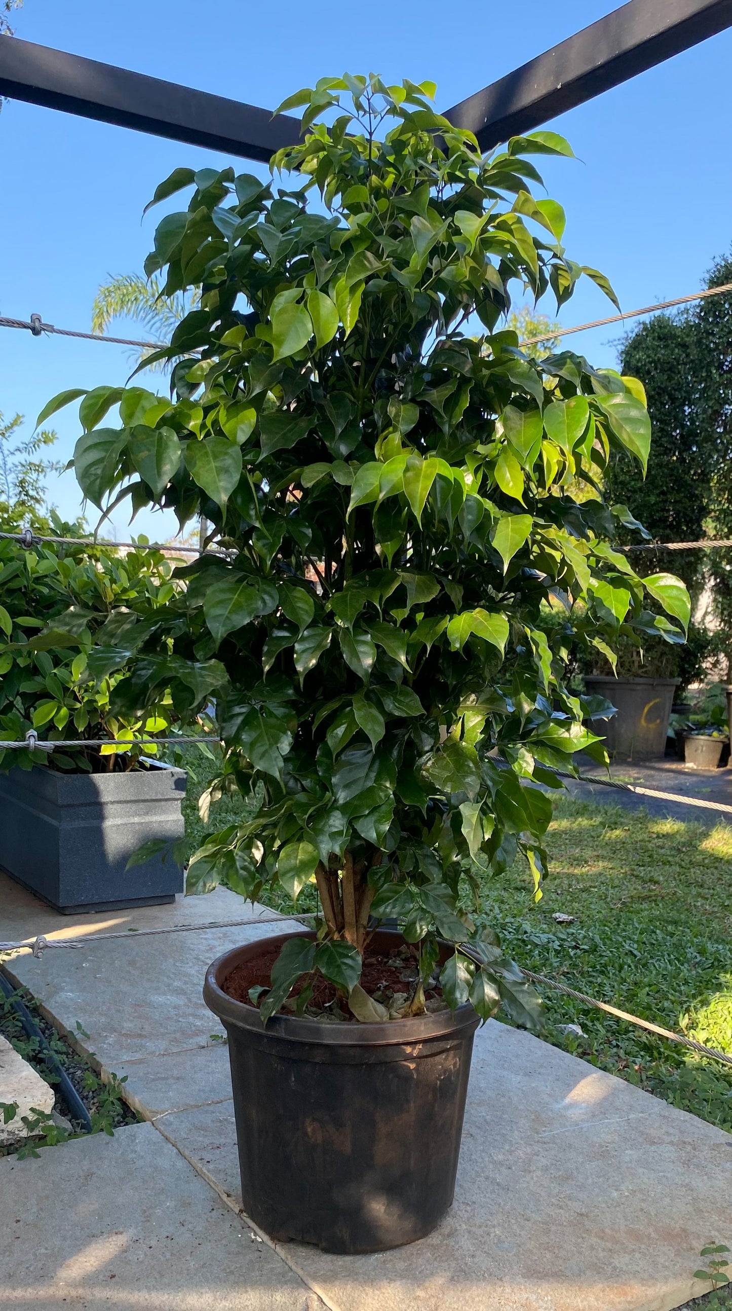 China Doll (Radermachera) 4 ft XL Plant