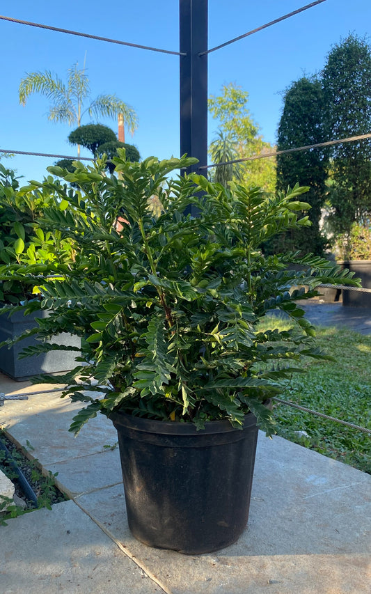 Phyllanthus Buxifolius 4 ft XL Plant