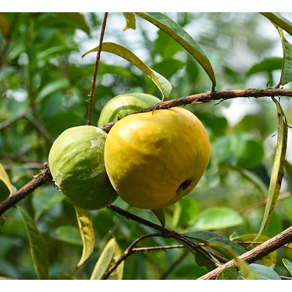Araza Boi Exotic Fruit (Eugenia Stipitata)