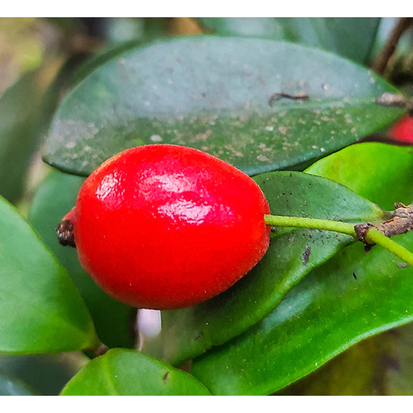 Cedar Bay Cherry Exotic Fruit Plants (Eugenia Reinwardtiana)