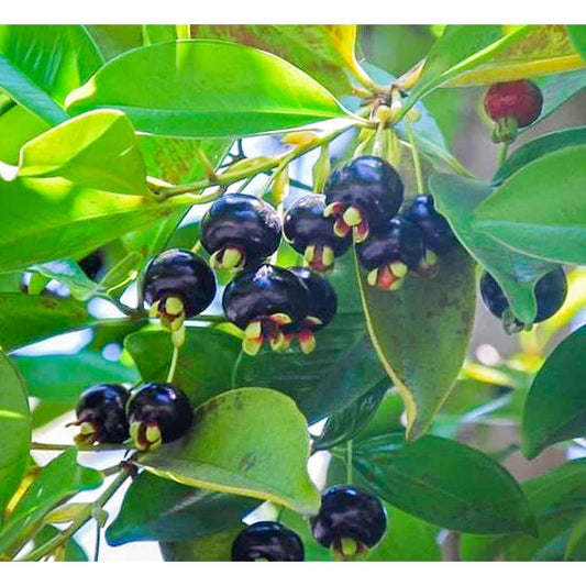 Grumichama Exotic Fruit Plants (Eugenia brasiliensis)