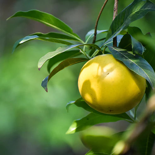 Abiu Fruit Exotic Fruit Plants (Pouteria Caimito)