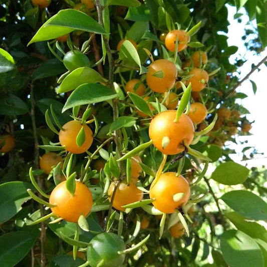 Lemon Vine Exotic Fruit Plants (Pereskia Aculeata)