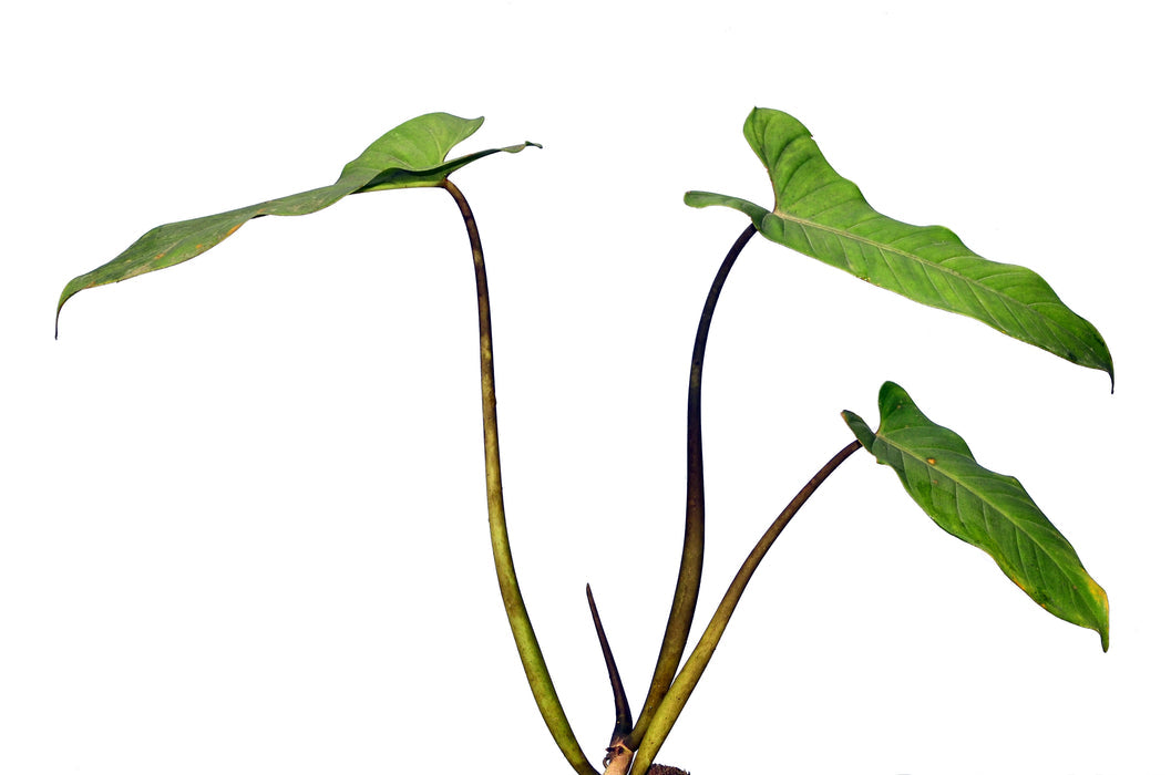 Philodendron Deflexum