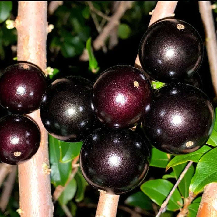 Jaboticaba Sabara Exotic Fruit Plant (Plinia Cauliflora)