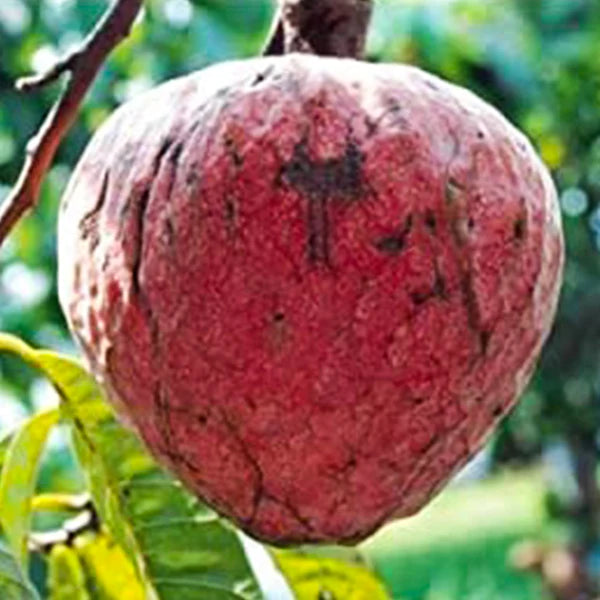 Red Araticum Exotic Fruit Plants (Annona Cacans)