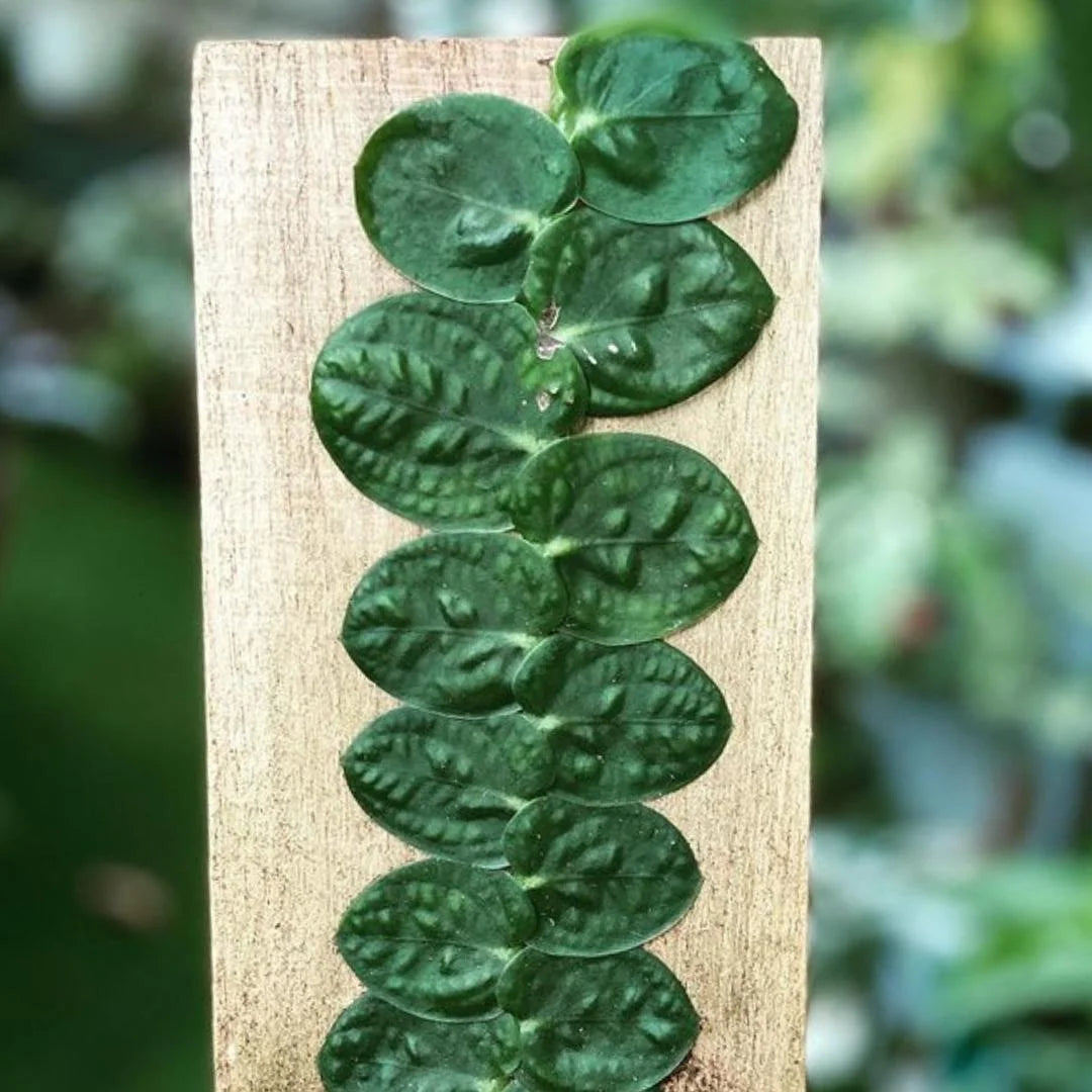 Rhaphidophora Korthalsii