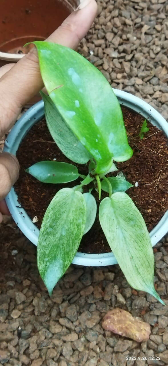 Philodendron Florida Ghost