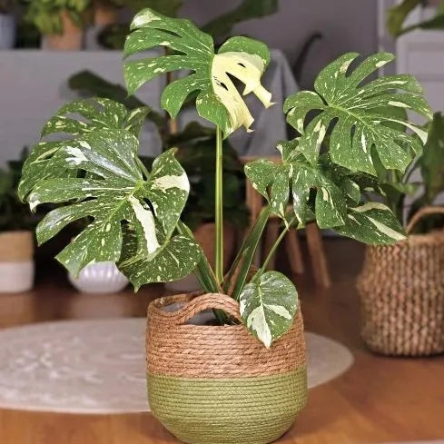 Monstera Thai Creamy Constellation