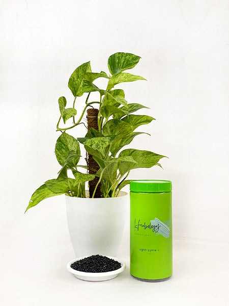 Organic Growth Booster - Agro Zyme+ | Herbology by Growcerys 1KG