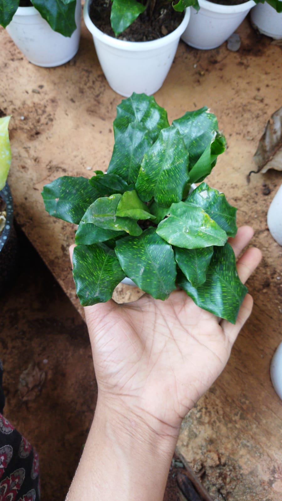 Calathea Musaica
