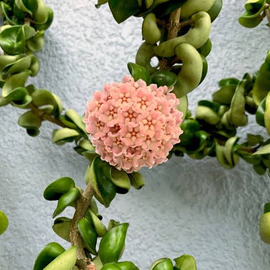 Hoya Hindu Rope