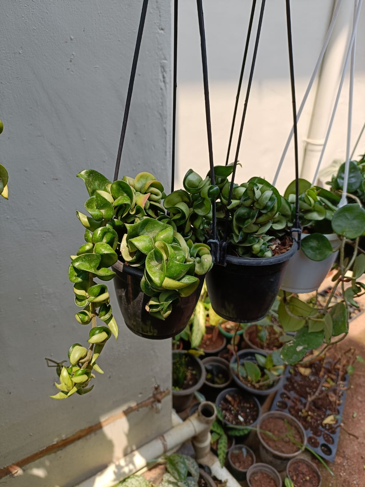 Hoya Hindu Rope