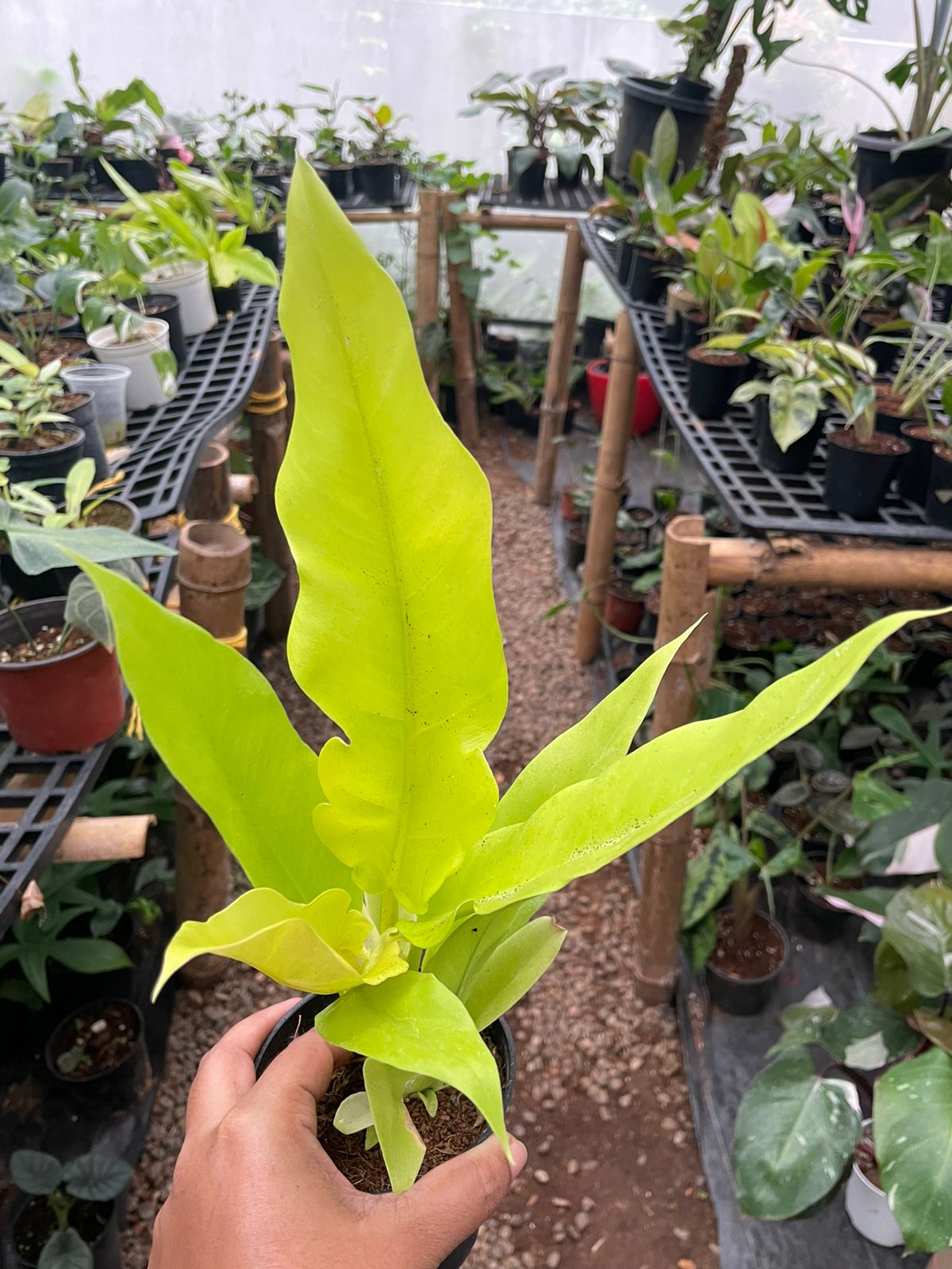 Philodendron Golden Saw
