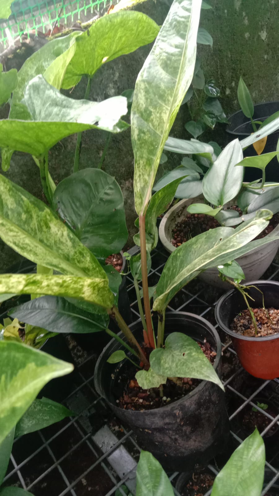 Anthurium Hookeri Variegata