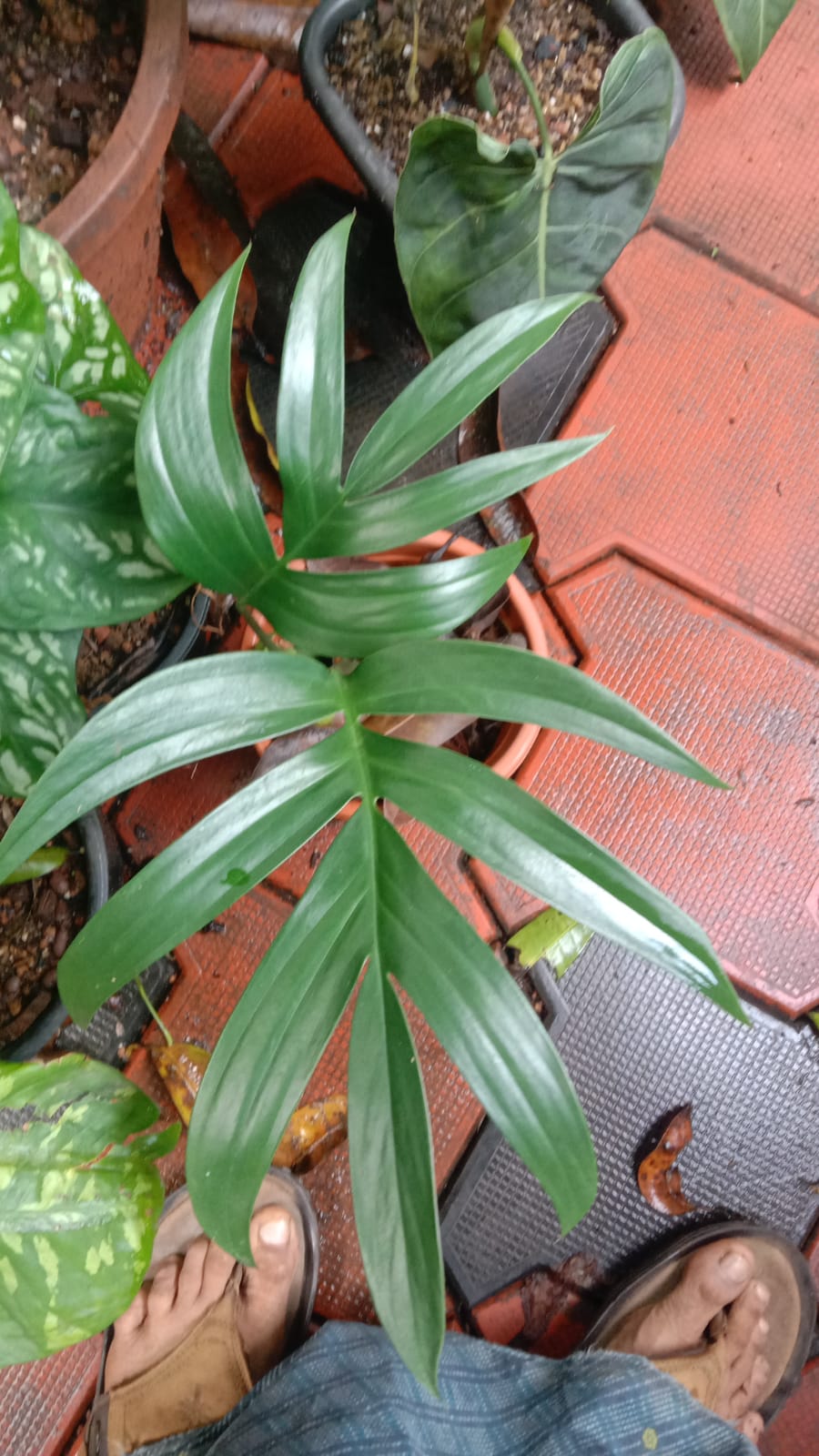 Rhaphidophora Decursiva