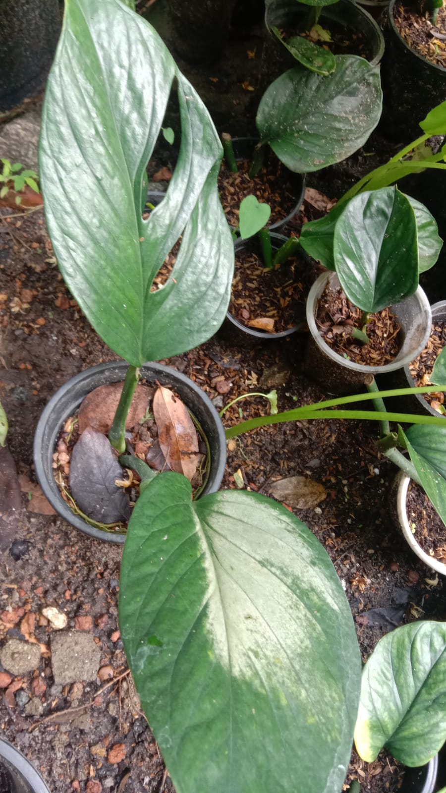 Monstera Pinnatipartita