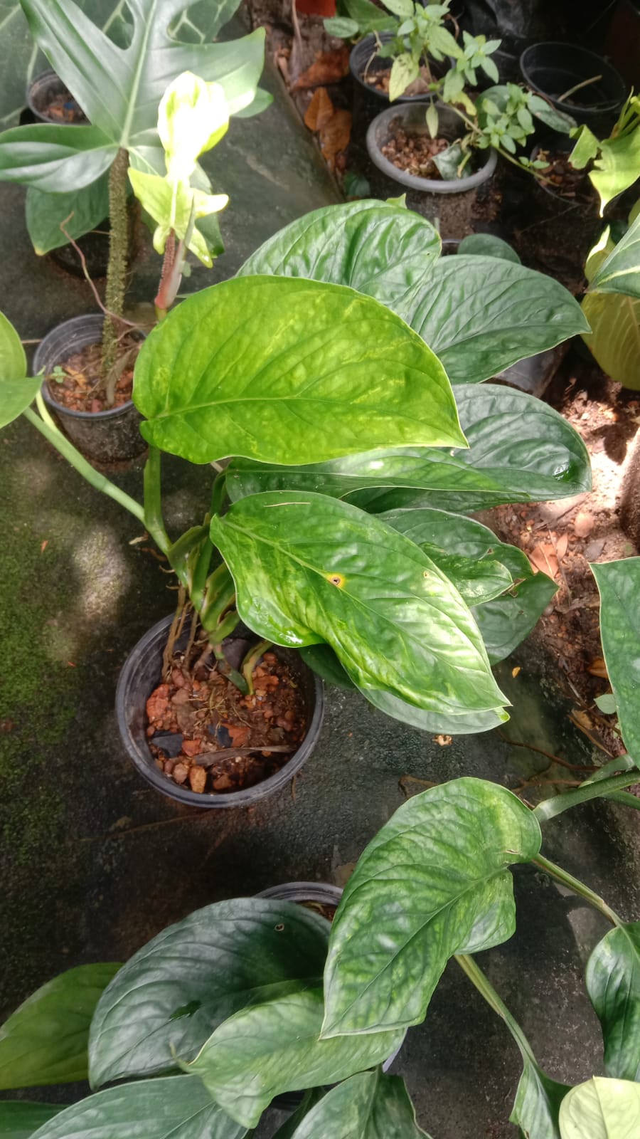 Monstera Pinnatipartita
