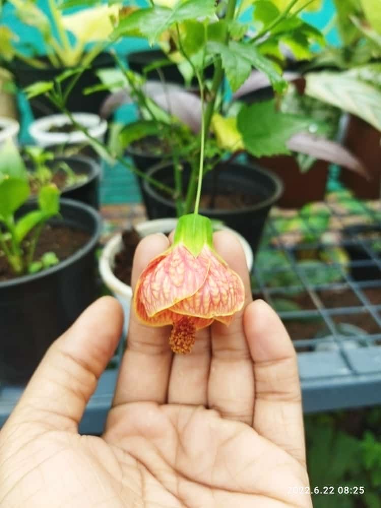 Abutilon