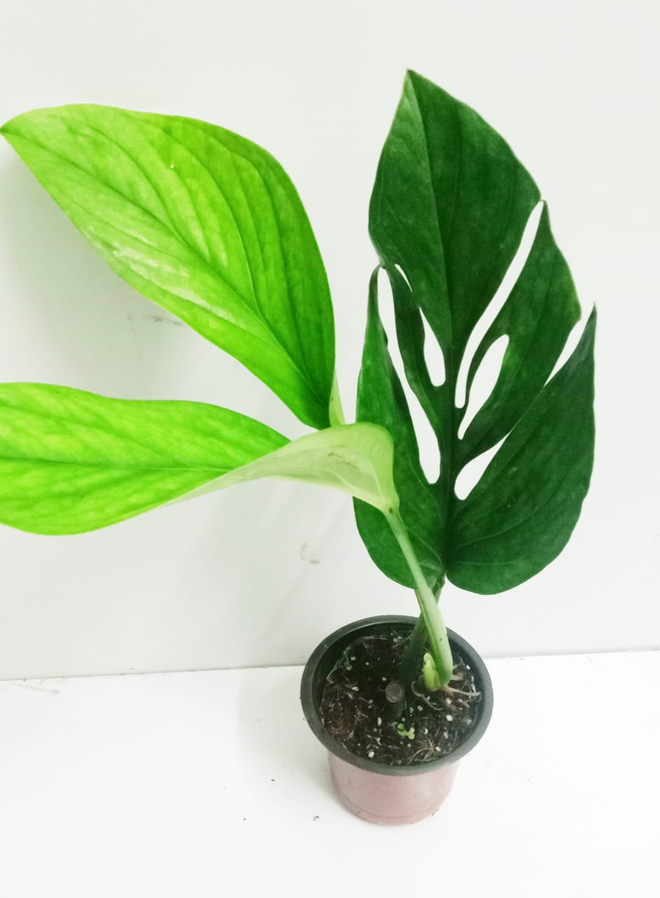 Monstera Pinnatipartita