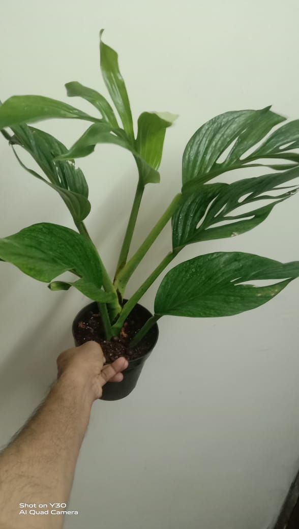 Monstera Pinnatipartita
