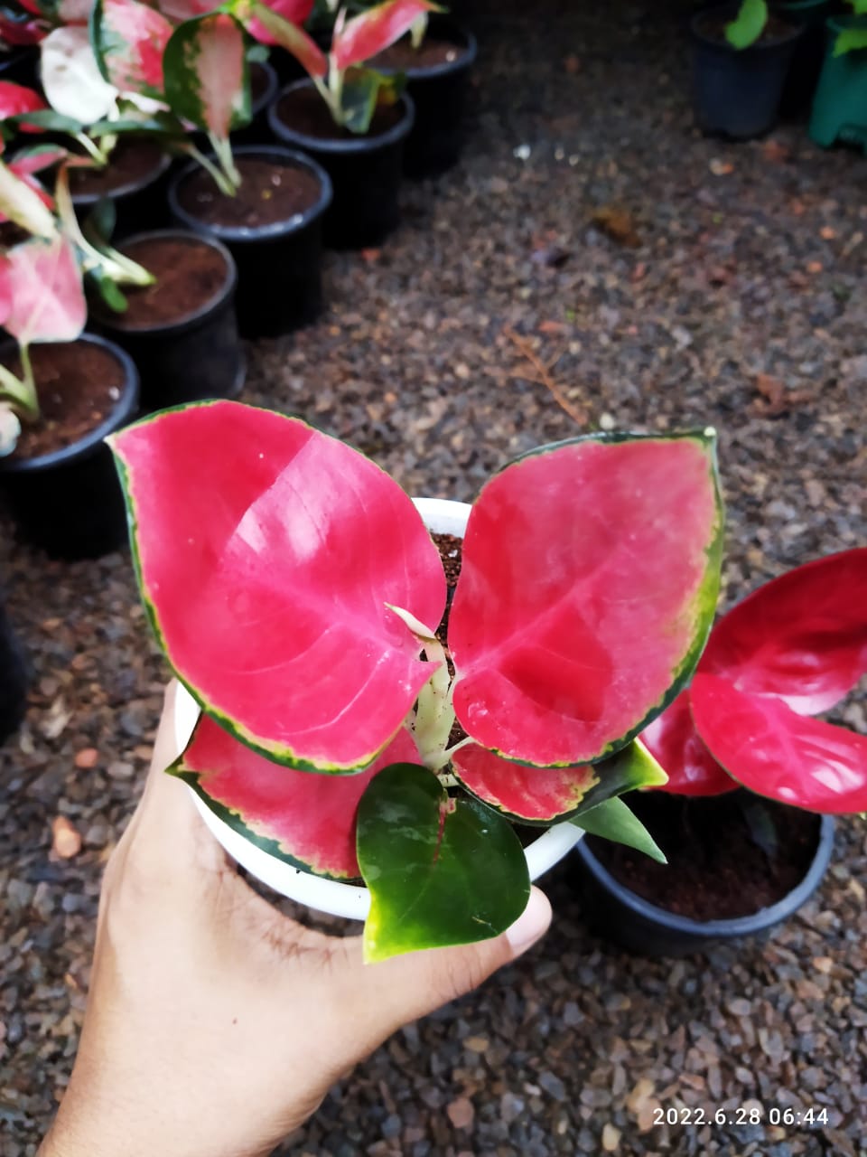 Jaipong Pink Compacta