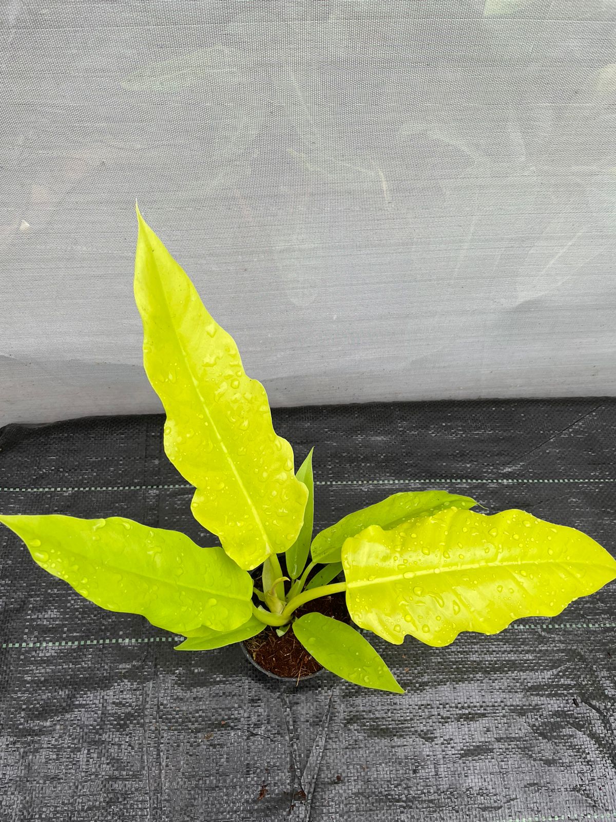 Philodendron Golden Saw