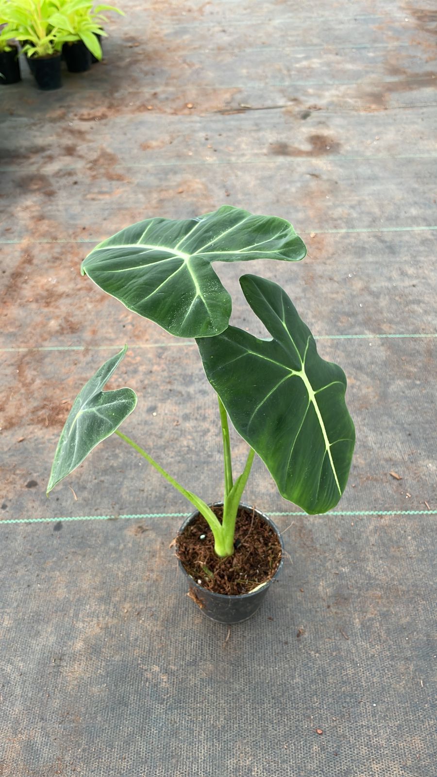 Alocasia Frydek