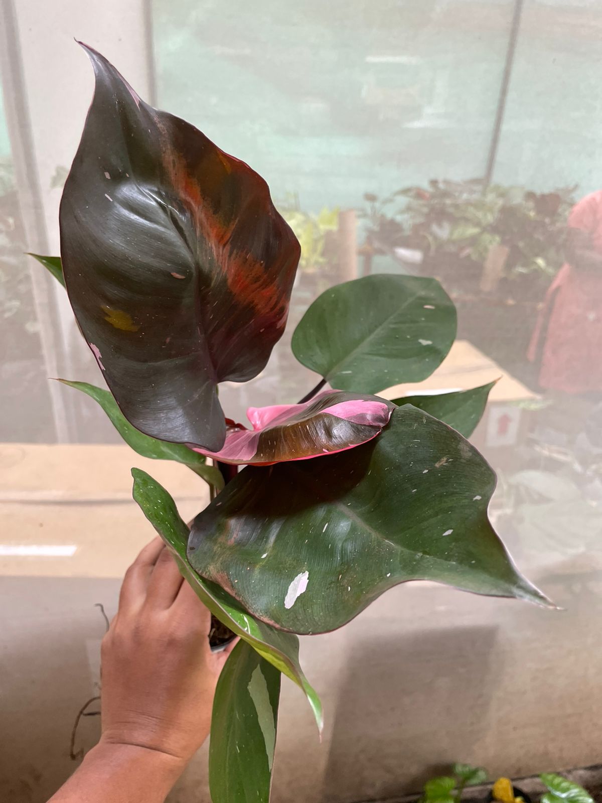 Philodendron Pink Princess "Matured"
