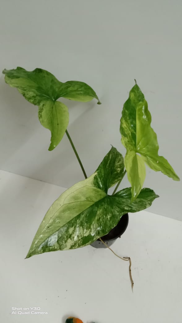 Syngonium Podophyllum "Albo Variegata"