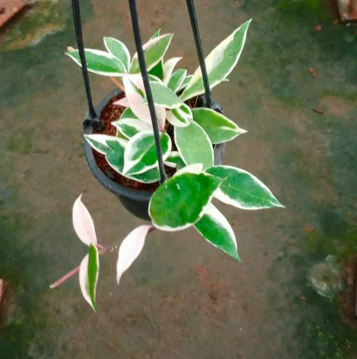 Hoya Carnosa ‘Krimson Queen’ Bushy